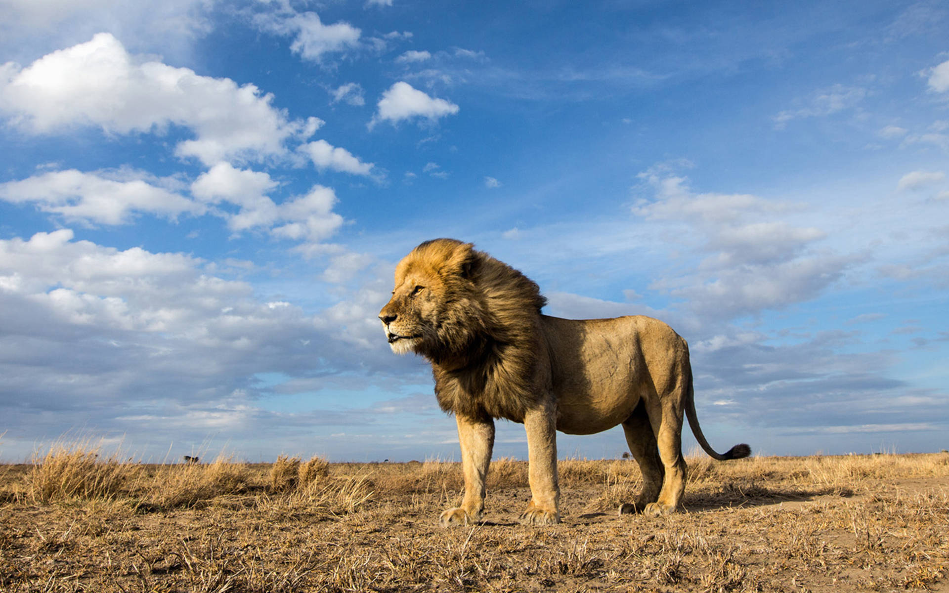 Safari Experience