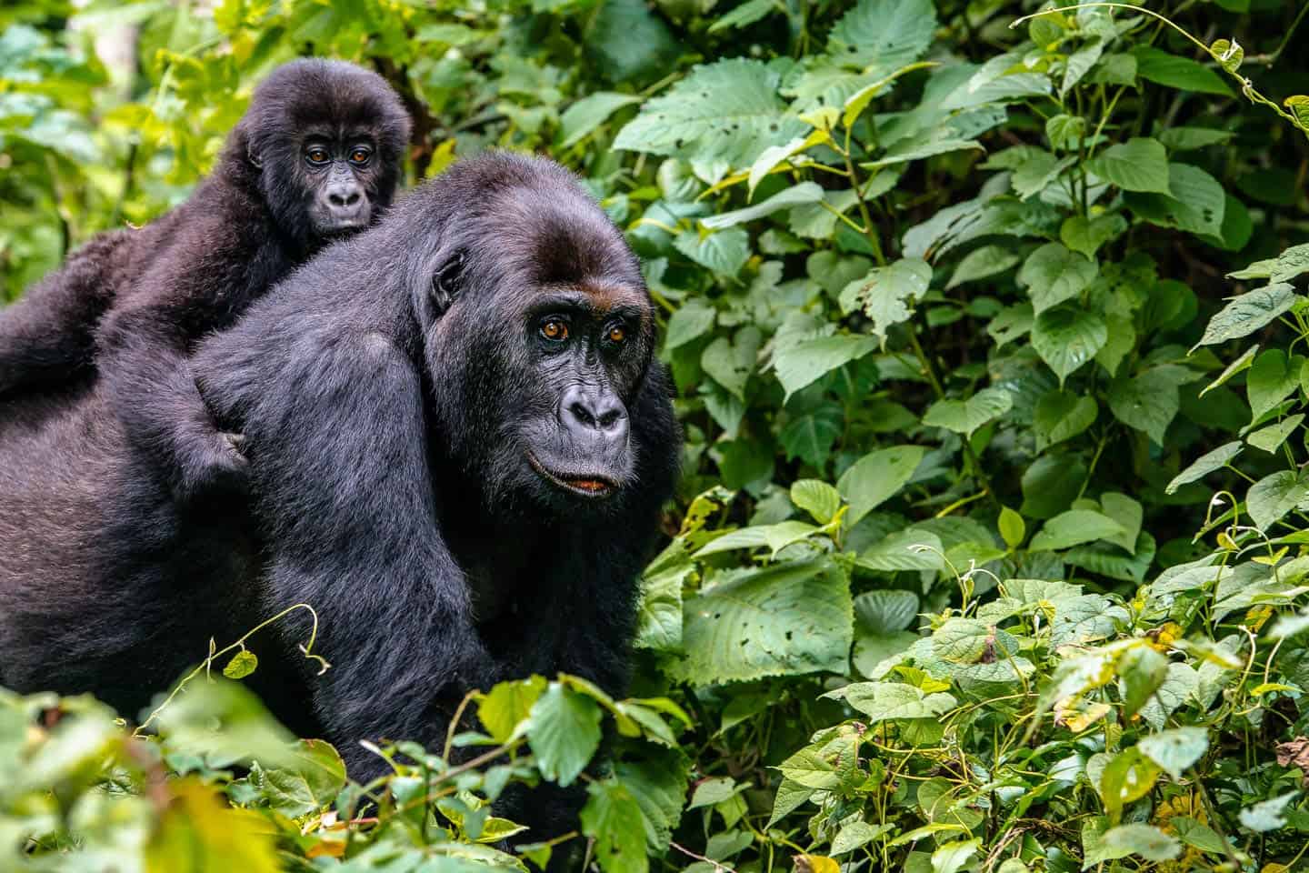 Gorilla Trekking Experience