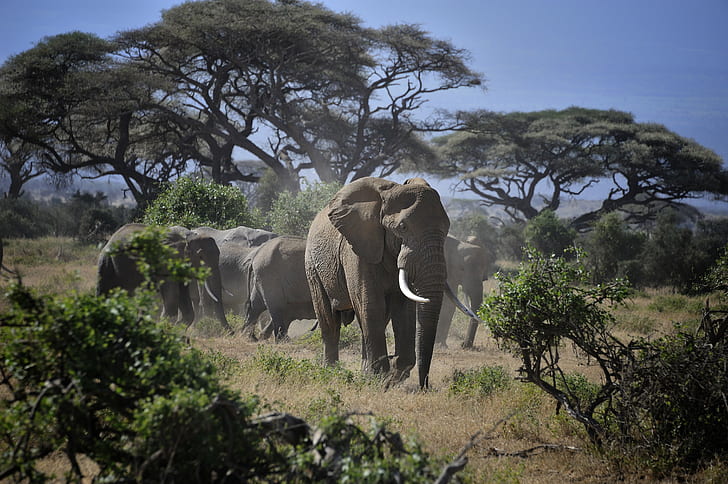 Amboseli National Park elephant herds Kilimanjaro