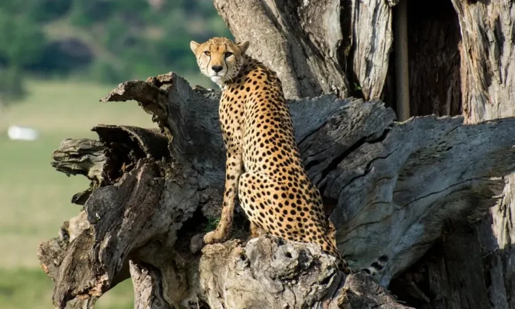Tulabagane Expeditions