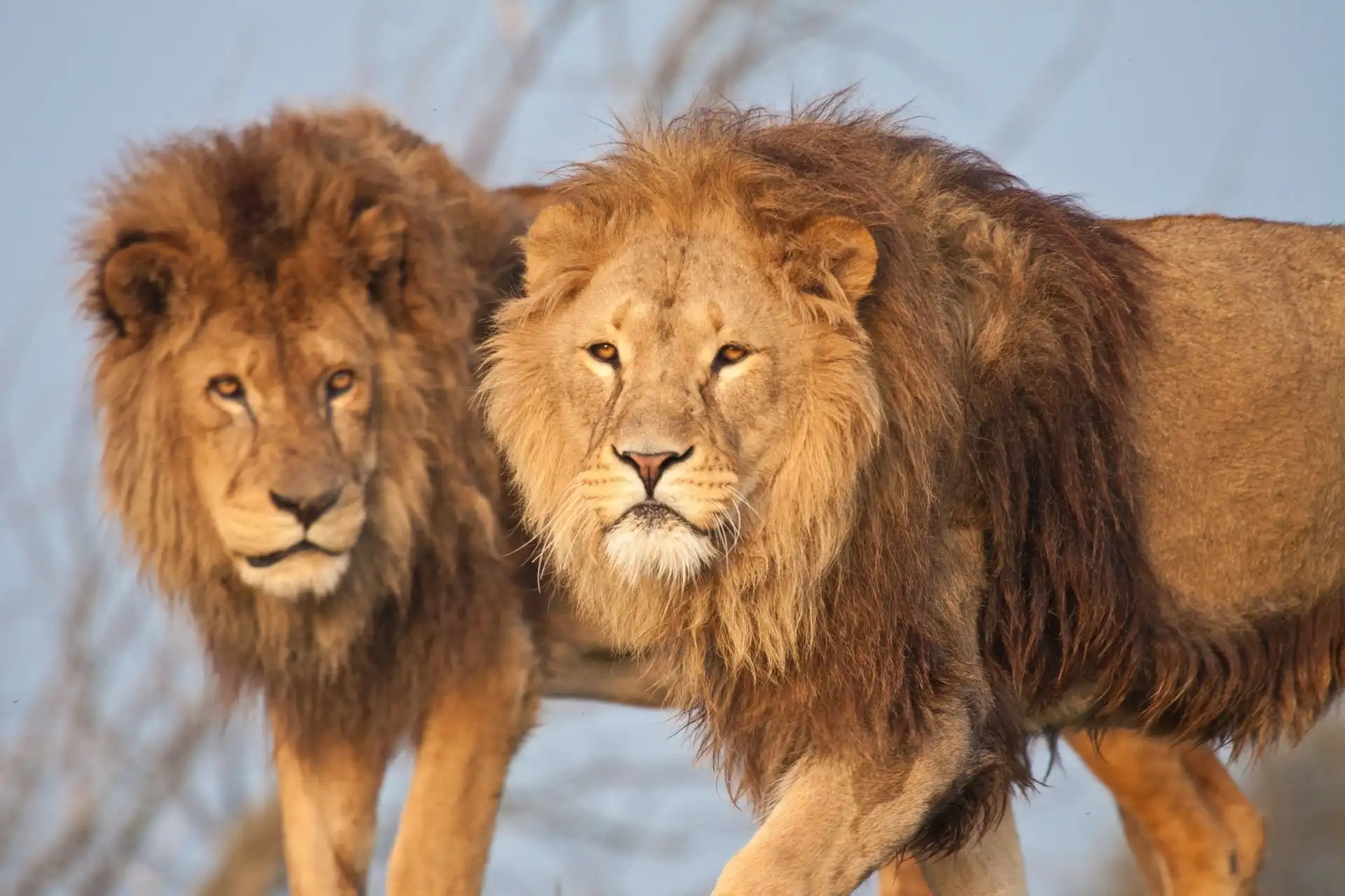Lion, Queen Elizabeth National Park