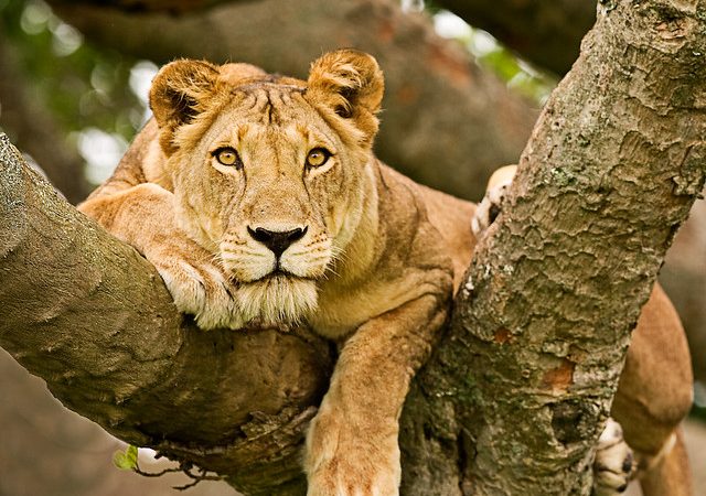 Queen Elizabeth National Park, Uganda