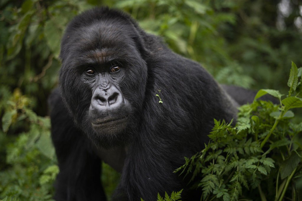 Rwanda Uganda multi-country safari gorillas