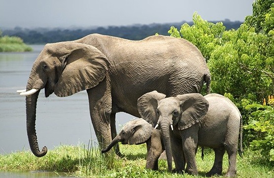 Safari Tours