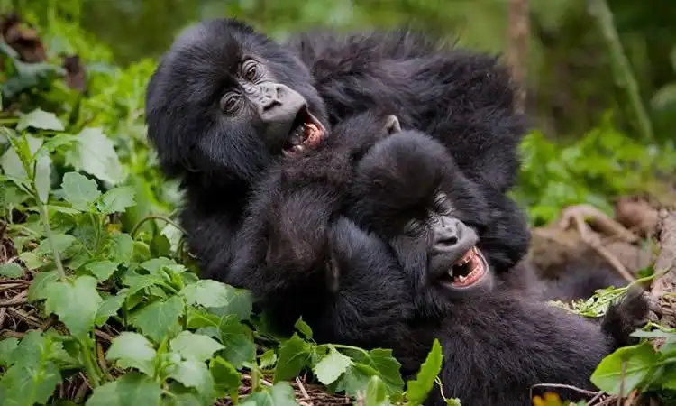Safari Tour Packages