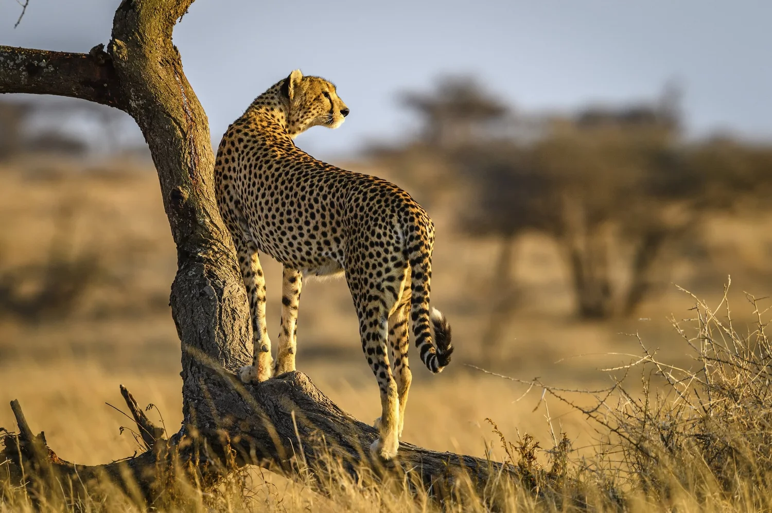Tanzania Safari