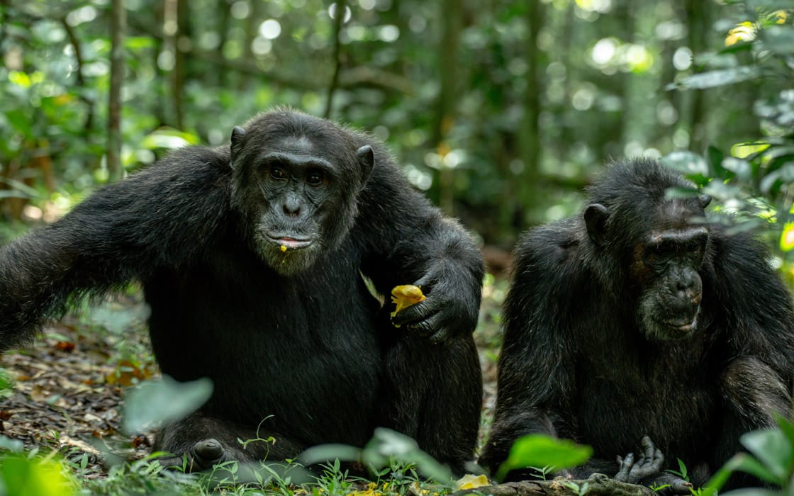 Chimpanzees Treks