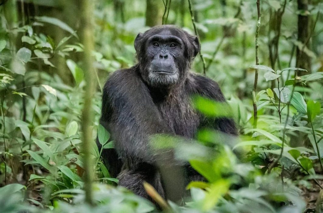 Chimpanzees Trek