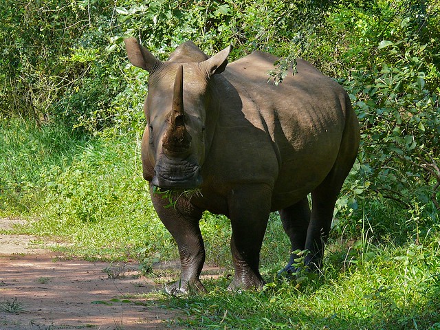Rhino