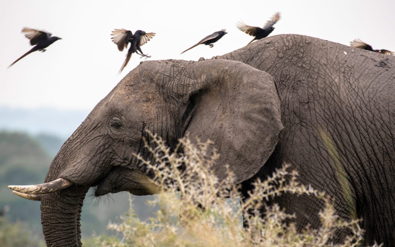 Elephant