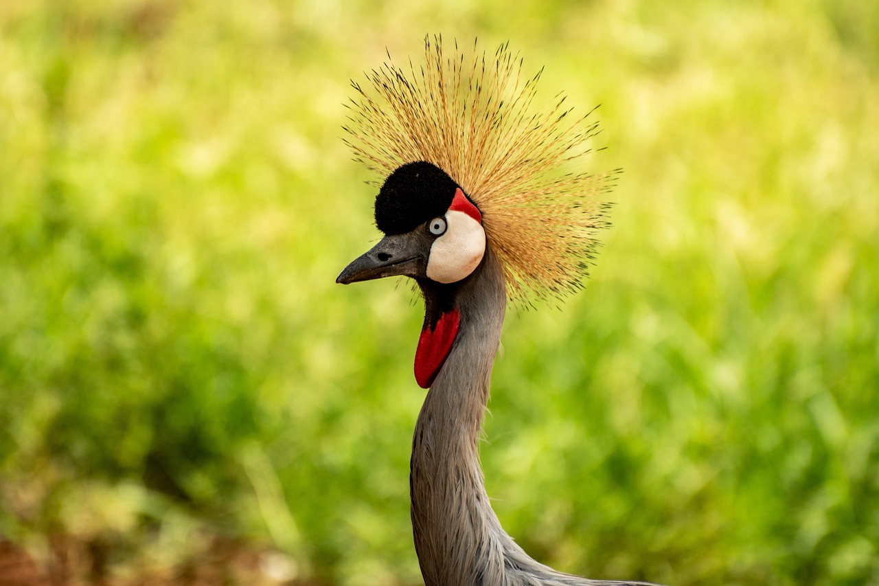 Uganda: The Pearl of Africa