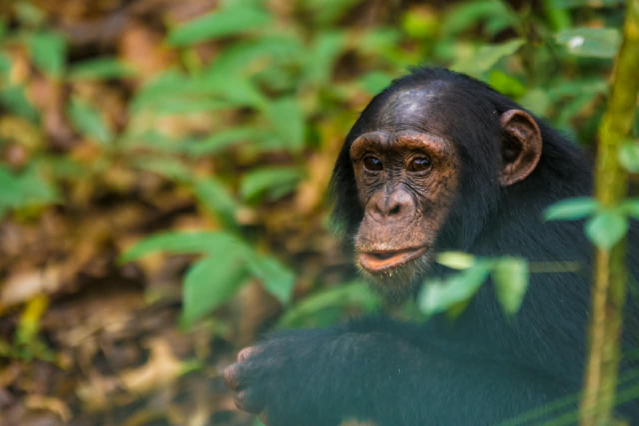 3-Day Uganda Safari: Amazing Itineraries for a Short but Unforgettable Trip