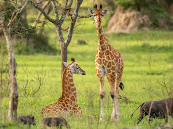 Uganda safari gallery photo 4
