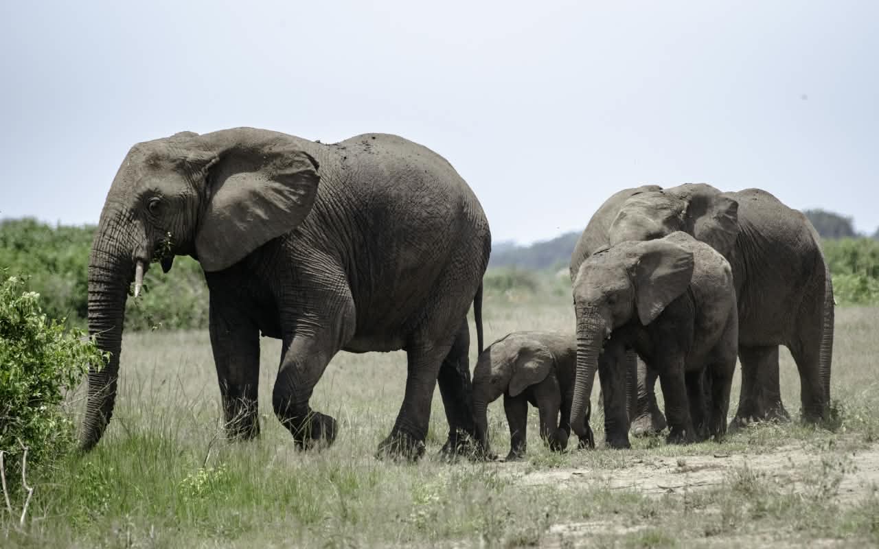 Queen Elizabeth National Park safari