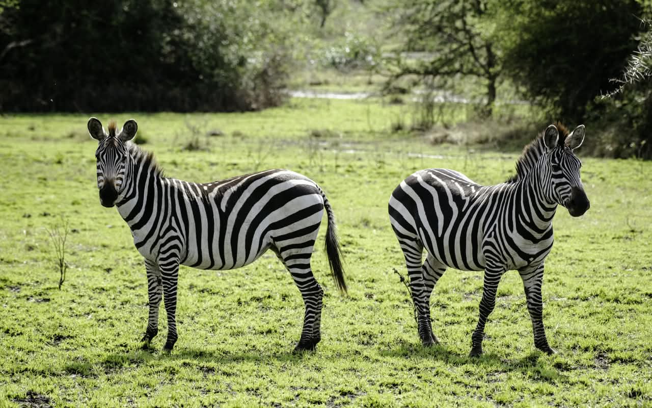 Uganda safari gallery photo 1