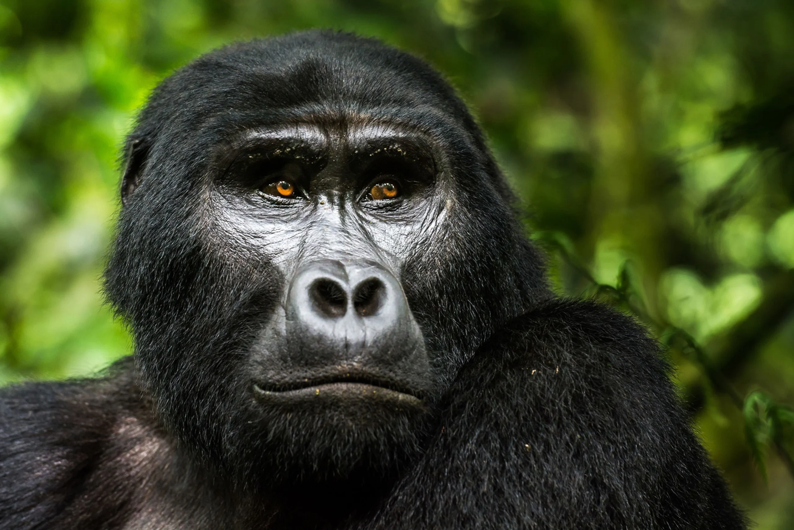 Tulabagane Expeditions Africa Safaris