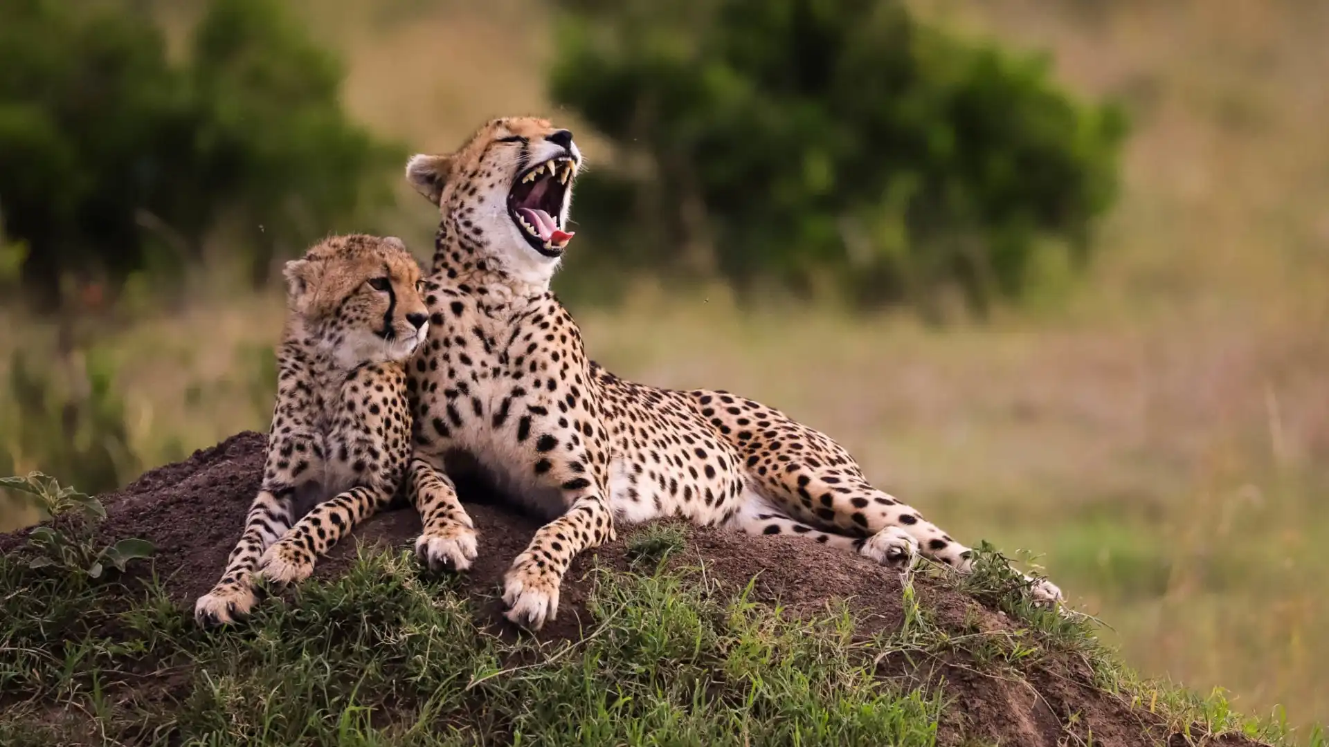 Masai Mara Sunset