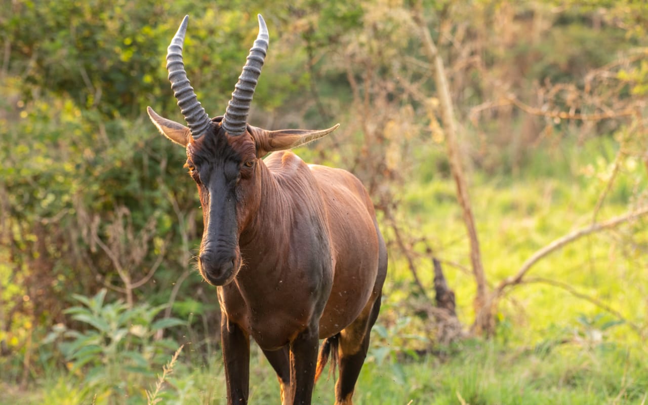 Tanzania Adventure Safari