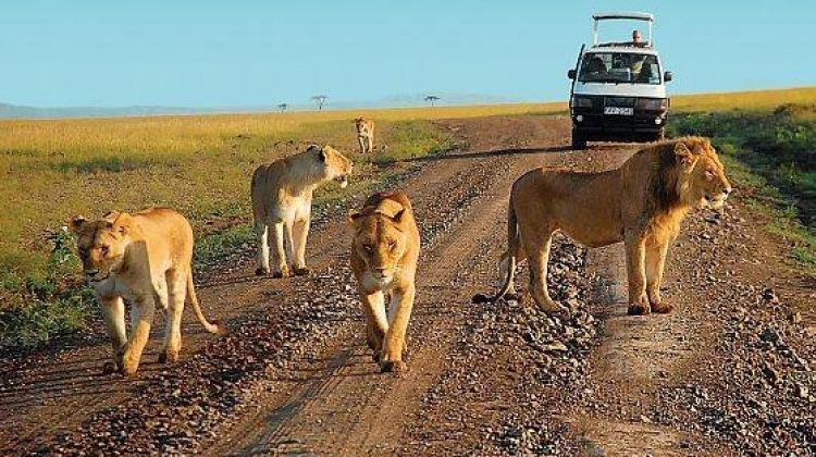Kidepo and Murchison Falls safari northern Uganda