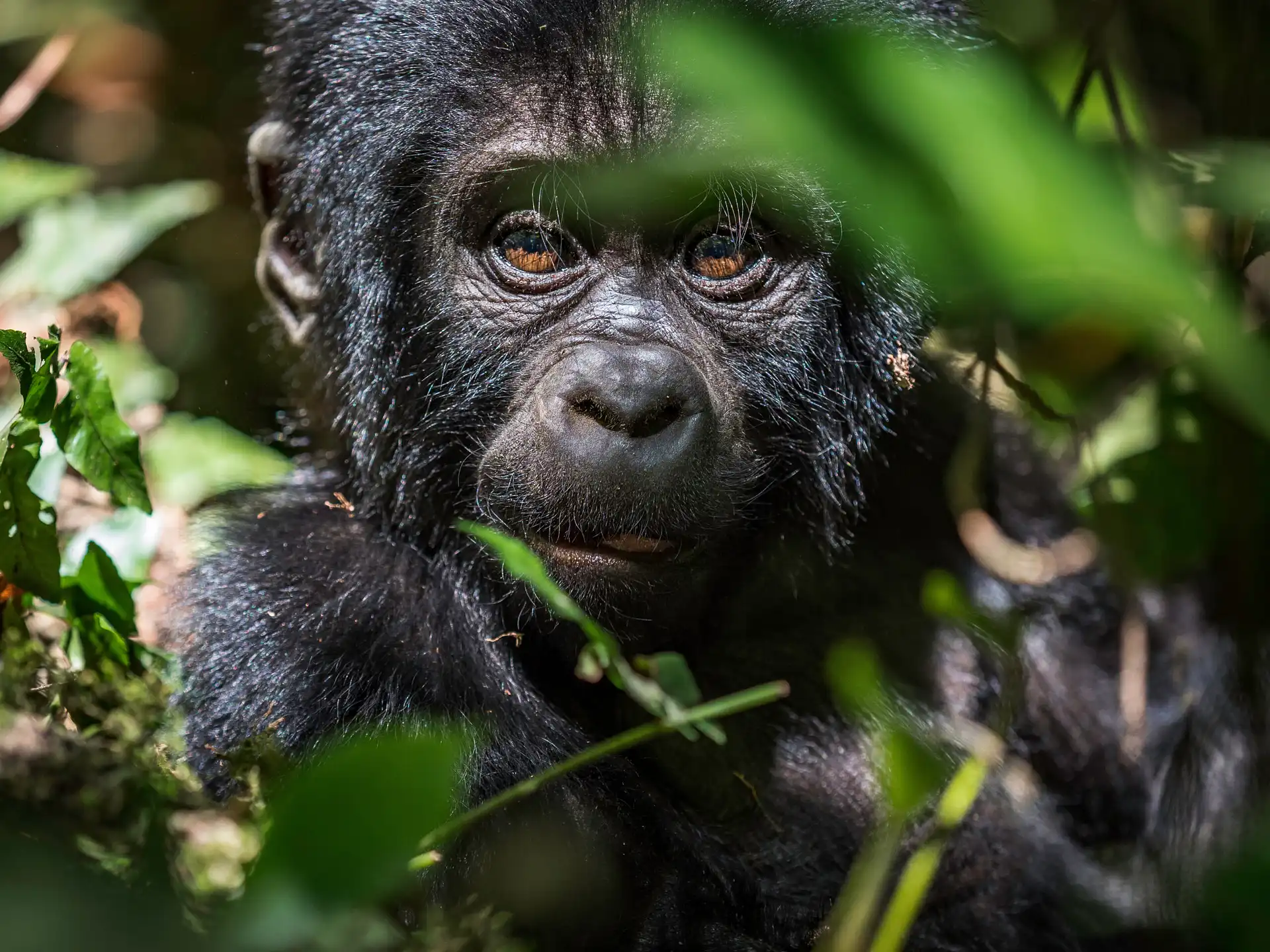 Gorilla trekking and Lake Bunyonyi Uganda