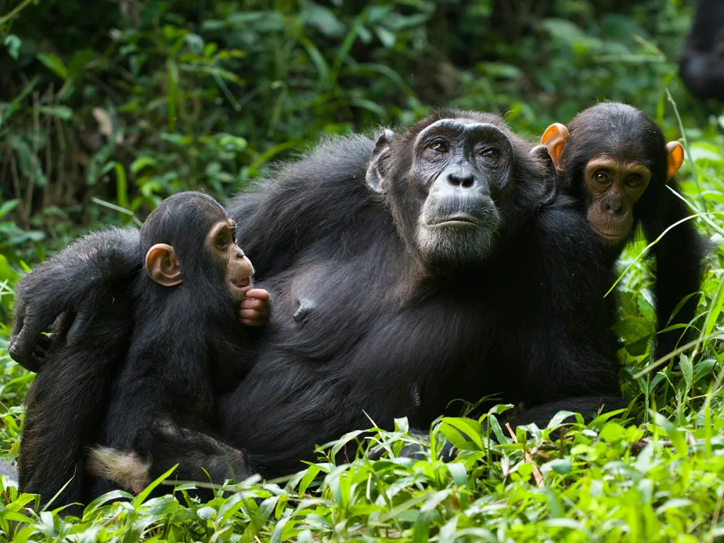 Chimpanzee Tracking, Kibale