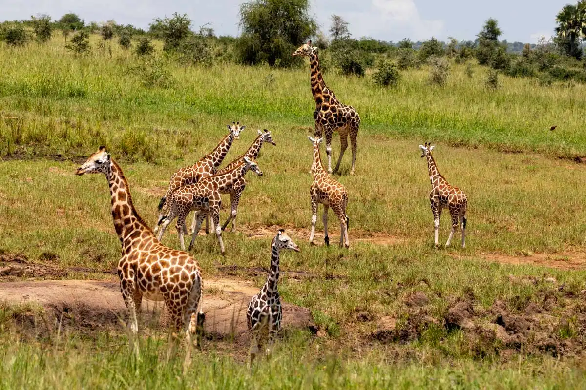 Kidepo Valley National Park lions Uganda