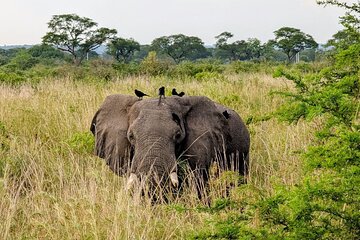 7 day Kidepo Murchison Falls safari sport fishing Nile Uganda