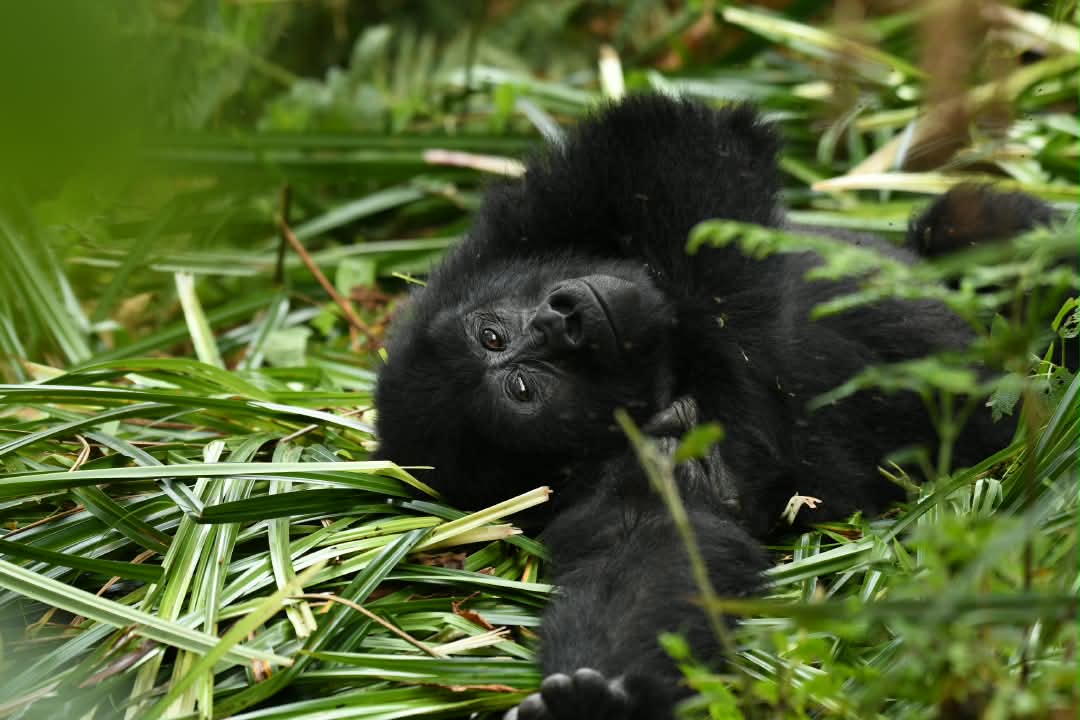 Young mountain gorilla playing in the grass