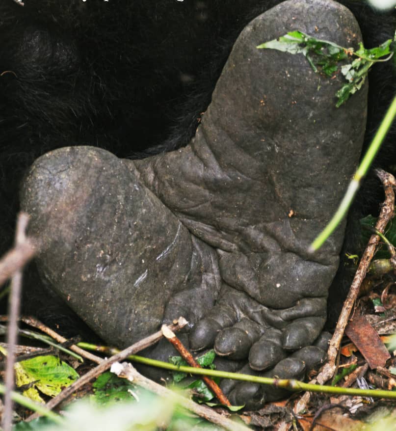 Close-up of a mountain gorilla's foot on the forest floor